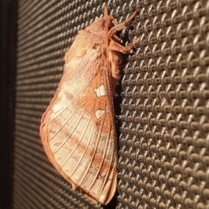 Oxycanus australis at Latham, ACT - 20 May 2023