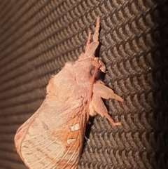 Oxycanus australis at Latham, ACT - 20 May 2023