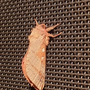 Oxycanus australis at Latham, ACT - 20 May 2023