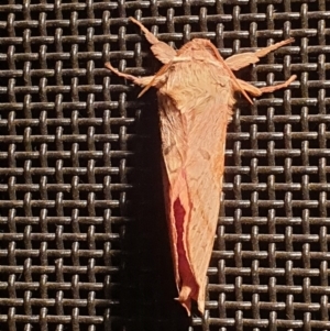 Oxycanus australis at Latham, ACT - 20 May 2023