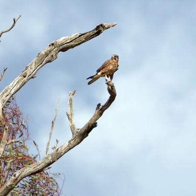 Falco berigora (Brown Falcon) at Denman Prospect, ACT - 20 May 2023 by MichaelWenke