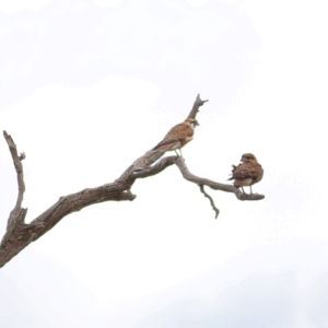 Falco berigora at Denman Prospect, ACT - 20 May 2023 02:49 PM