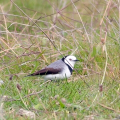 Epthianura albifrons (White-fronted Chat) at Molonglo Valley, ACT - 20 May 2023 by Trevor