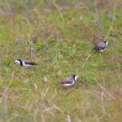 Epthianura albifrons at Molonglo Valley, ACT - 20 May 2023