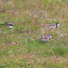 Epthianura albifrons at Molonglo Valley, ACT - 20 May 2023