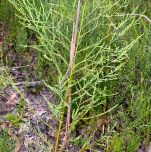 Olax stricta at Bundanoon, NSW - 14 May 2023