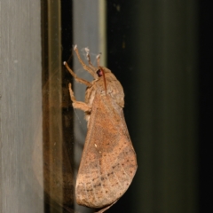 Oxycanus antipoda at Bundanoon - 13 May 2023 by Boobook38