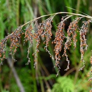 Gahnia sieberiana at Bundanoon, NSW - suppressed