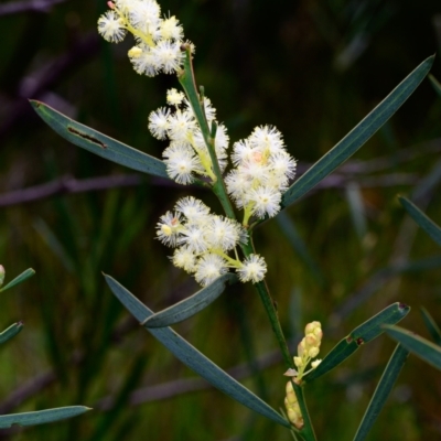 Acacia suaveolens (Sweet Wattle) at Wingecarribee Local Government Area - 14 May 2023 by Boobook38