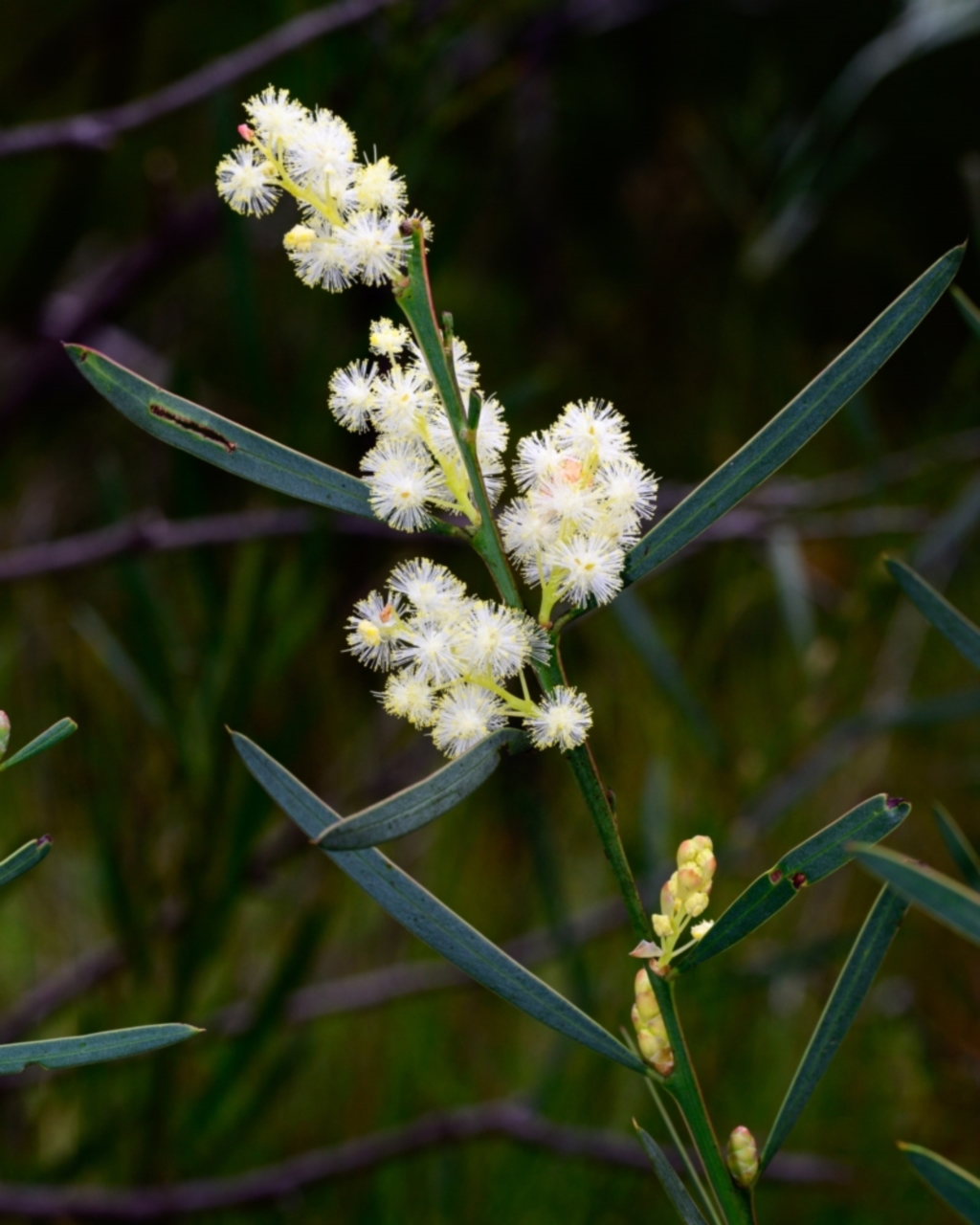 Acacia suaveolens at Bundanoon, NSW - 14 May 2023