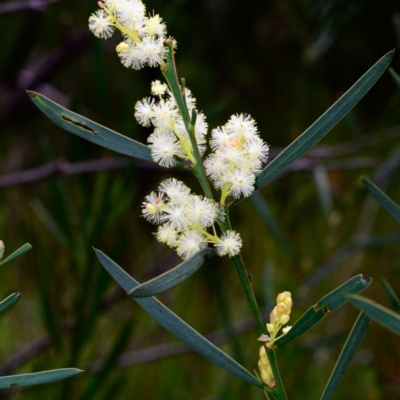 Acacia suaveolens (Sweet Wattle) at Bundanoon - 14 May 2023 by Boobook38