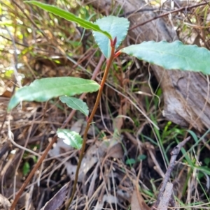 Laurus nobilis at Calwell, ACT - 21 May 2023