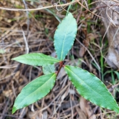 Laurus nobilis at Calwell, ACT - 21 May 2023