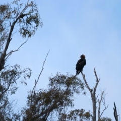 Aquila audax (Wedge-tailed Eagle) at QPRC LGA - 18 May 2023 by jb2602