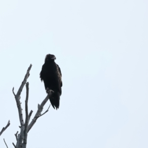 Aquila audax at Yarrow, NSW - 18 May 2023 11:48 AM