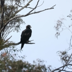 Aquila audax at Yarrow, NSW - 18 May 2023 11:48 AM