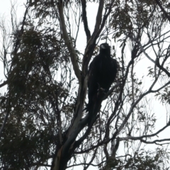 Aquila audax at Yarrow, NSW - 18 May 2023 11:48 AM