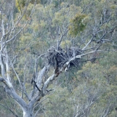 Haliaeetus leucogaster (White-bellied Sea-Eagle) at Googong Foreshore - 18 May 2023 by jb2602