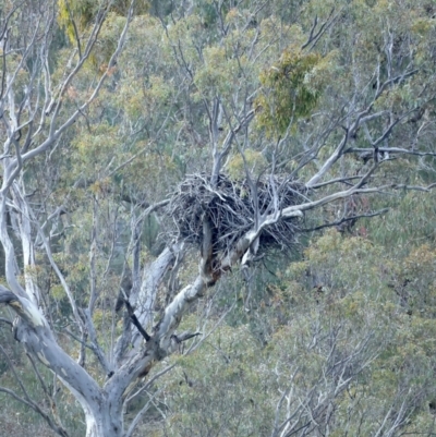 Haliaeetus leucogaster (White-bellied Sea-Eagle) at QPRC LGA - 18 May 2023 by jb2602