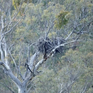 Haliaeetus leucogaster at Yarrow, NSW - 18 May 2023