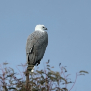 Haliaeetus leucogaster at Yarrow, NSW - 18 May 2023