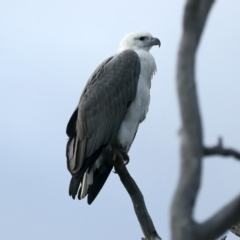 Haliaeetus leucogaster at Yarrow, NSW - 18 May 2023