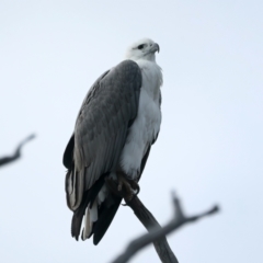 Haliaeetus leucogaster at Yarrow, NSW - 18 May 2023