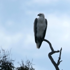 Haliaeetus leucogaster at Yarrow, NSW - 18 May 2023