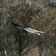 Haliaeetus leucogaster (White-bellied Sea-Eagle) at Googong Reservoir - 18 May 2023 by jb2602