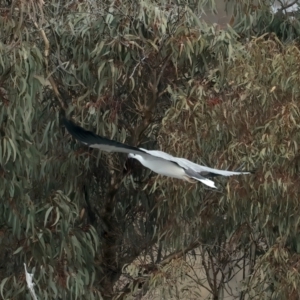 Haliaeetus leucogaster at Googong, NSW - 18 May 2023 11:32 AM