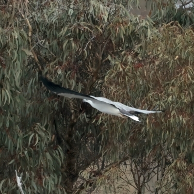 Haliaeetus leucogaster (White-bellied Sea-Eagle) at Googong, NSW - 18 May 2023 by jb2602