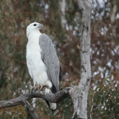 Haliaeetus leucogaster (White-bellied Sea-Eagle) at QPRC LGA - 18 May 2023 by jb2602