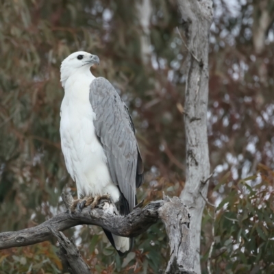 Haliaeetus leucogaster (White-bellied Sea-Eagle) at Googong Foreshore - 18 May 2023 by jb2602