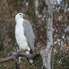 Haliaeetus leucogaster (White-bellied Sea-Eagle) at Googong Reservoir - 18 May 2023 by jb2602