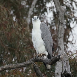 Haliaeetus leucogaster at Yarrow, NSW - 18 May 2023