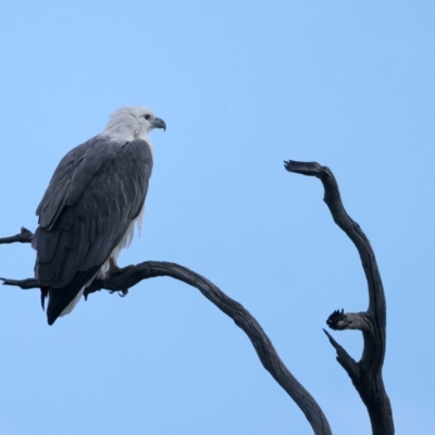 Haliaeetus leucogaster (White-bellied Sea-Eagle) at QPRC LGA - 18 May 2023 by jb2602