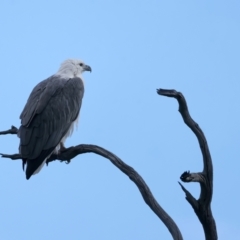 Haliaeetus leucogaster (White-bellied Sea-Eagle) at Googong, NSW - 18 May 2023 by jb2602