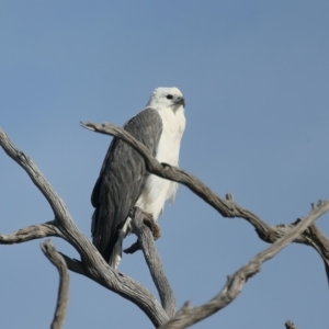 Haliaeetus leucogaster at Googong, NSW - 18 May 2023 03:03 PM