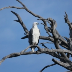 Haliaeetus leucogaster (White-bellied Sea-Eagle) at Googong, NSW - 18 May 2023 by jb2602