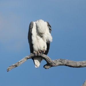 Haliaeetus leucogaster at Googong, NSW - 18 May 2023