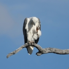 Haliaeetus leucogaster at Googong, NSW - 18 May 2023 03:21 PM