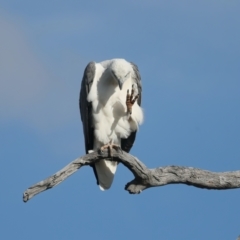 Haliaeetus leucogaster at Googong, NSW - 18 May 2023