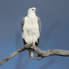 Haliaeetus leucogaster at Googong, NSW - 18 May 2023