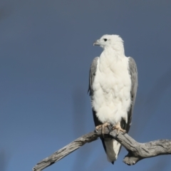 Haliaeetus leucogaster at Googong, NSW - 18 May 2023 03:21 PM