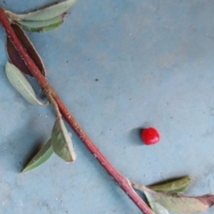 Cotoneaster pannosus at Fadden, ACT - 21 May 2023