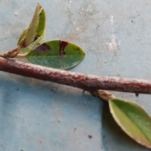 Cotoneaster pannosus at Fadden, ACT - 21 May 2023