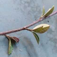 Cotoneaster pannosus at Fadden, ACT - 21 May 2023