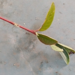 Cotoneaster pannosus at Fadden, ACT - 21 May 2023