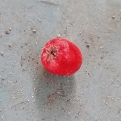 Cotoneaster pannosus at Fadden, ACT - 21 May 2023