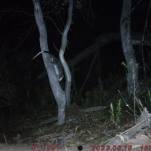 Pseudocheirus peregrinus at Bruce, ACT - 21 May 2023